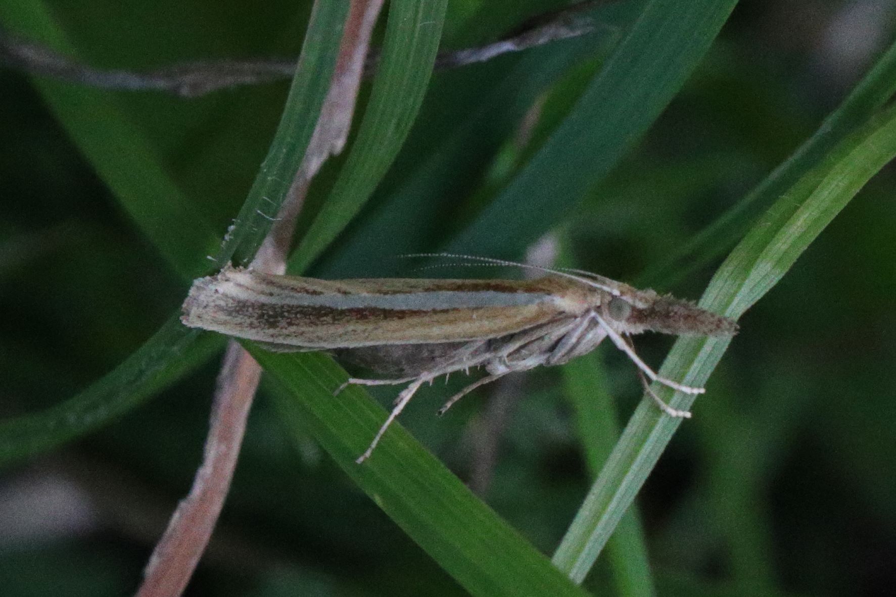 Photo of Common Grass-veneer (Agriphila tristella)
